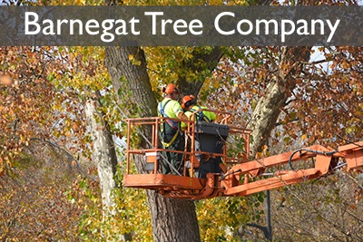 Barnegat-Tree-Company