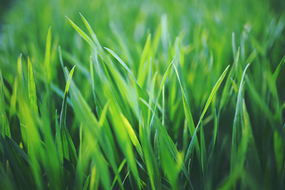 Close-up of a healthy green lawn treated with CedarCure and other organic gardening products