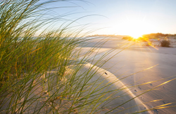 View of sun through dune grass showing the beauty surrounding Seaside Park vacation rental