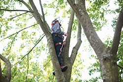 Barnegat tree company arborist in canopy
