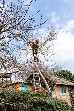 Barnegat tree company arborist pruning branches away from a roof